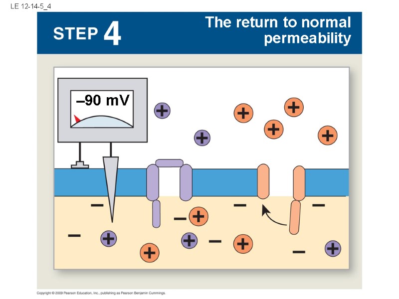 LE 12-14-5_4 The return to normal permeability –90 mV